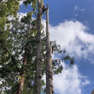 Samuel Ramirez Tree service